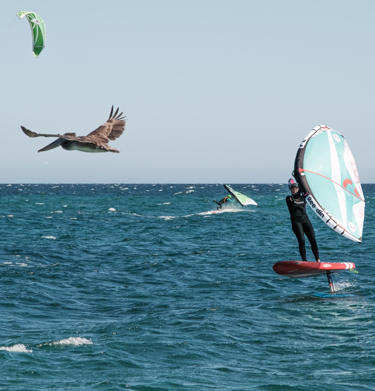 Wing foiler riding beside a pelican on blue water